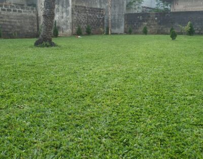 Lush & Green Garden